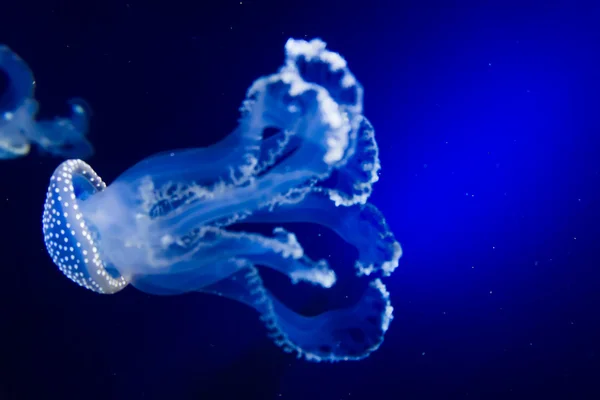 Medusas en agua azul — Foto de Stock