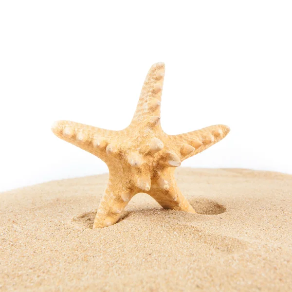 Zeester op zandstrand — Stockfoto