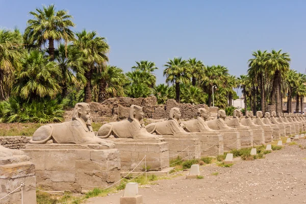 Sphinxes forming part of Luxor temple — Stock Photo, Image