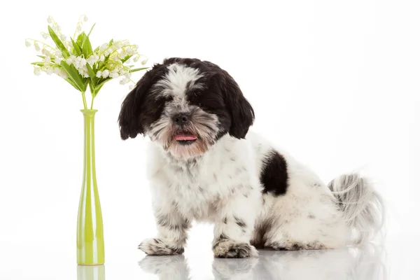 Shih tzu valp — Stockfoto