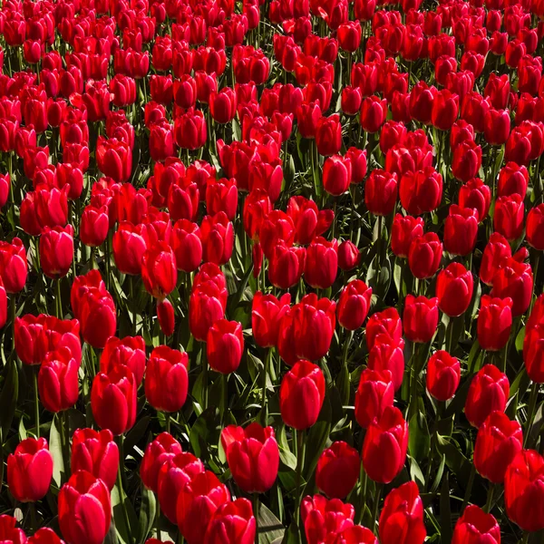 Красиві червоні тюльпани — стокове фото