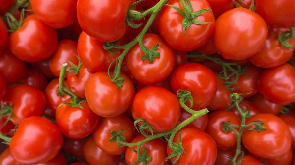 Fresh red tomatoes — Stock Photo, Image