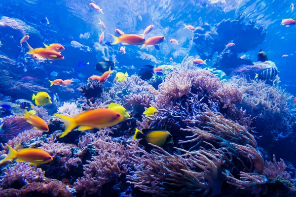 Tropical fishes in coral reef — Stock Photo, Image