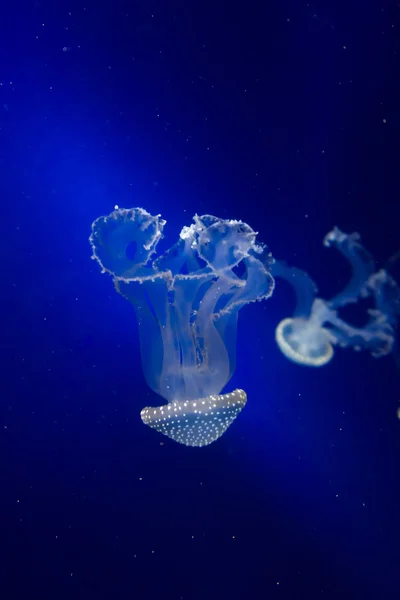 Meduse in acqua blu — Foto Stock