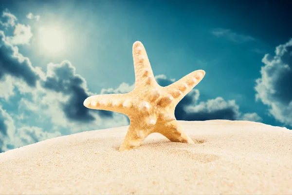 砂浜のヒトデ — ストック写真