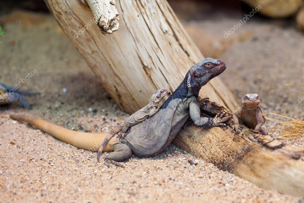 Lizards family on sand Stock Photo by ©ewastudio 108624870