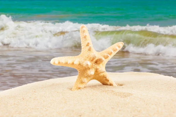 Starfish on sandy beach — Stock Photo, Image