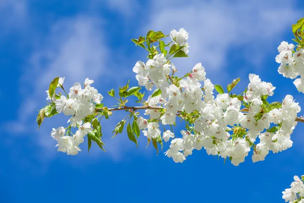 Albero fiorito ramoscello — Foto Stock