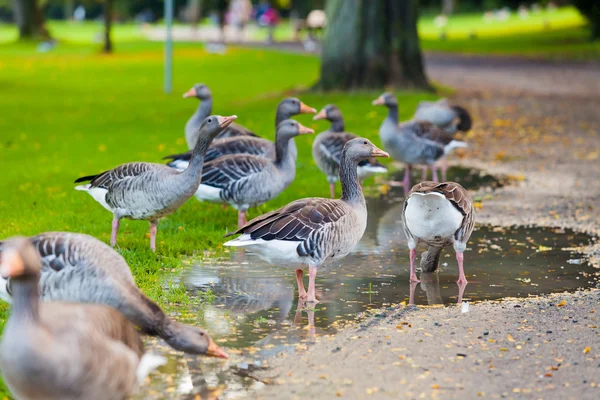 Geese on green lawn — Stock Photo, Image