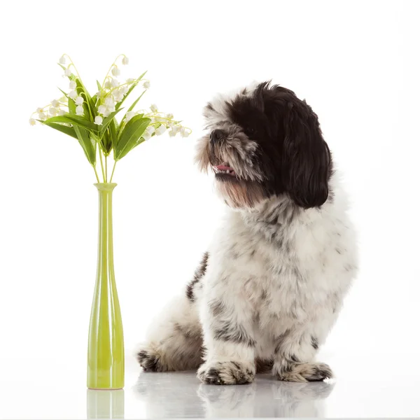 Shih tzu puppy — Stock fotografie