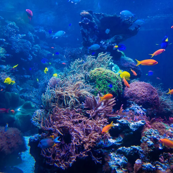 Peixes tropicais no recife de coral — Fotografia de Stock