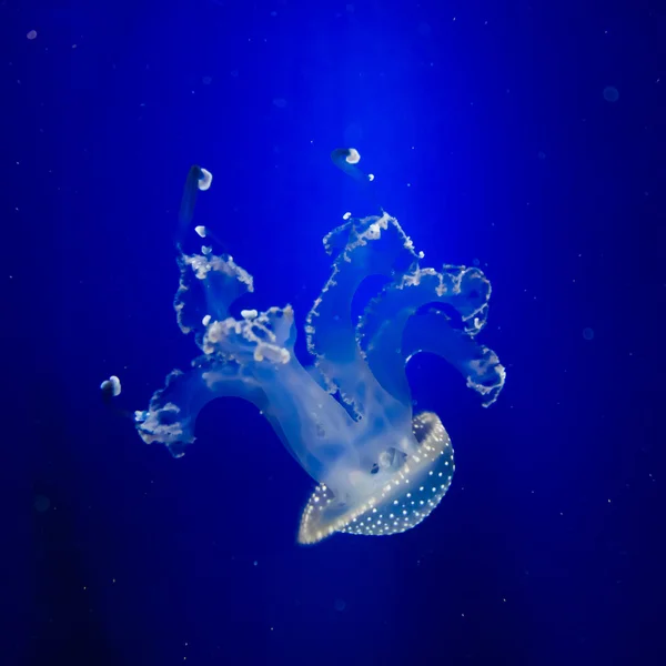 Medusas en agua azul — Foto de Stock