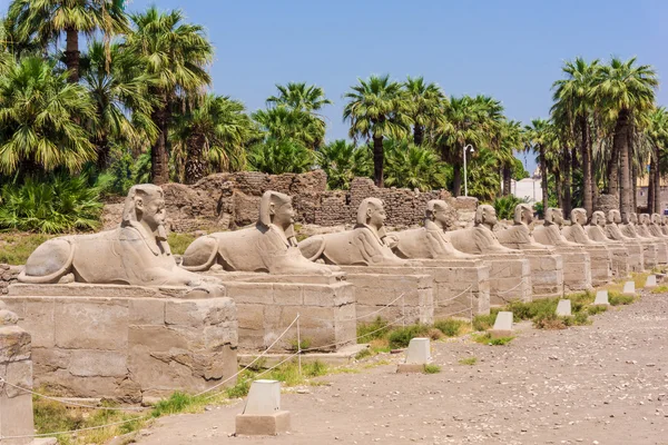 Allee der Sphinxen, Ägypten — Stockfoto