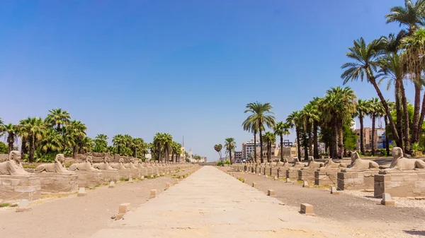 Cadde Sfenks, Mısır — Stok fotoğraf