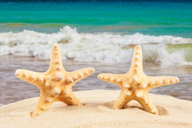 Deniz yıldızı deniz kenarında plajda