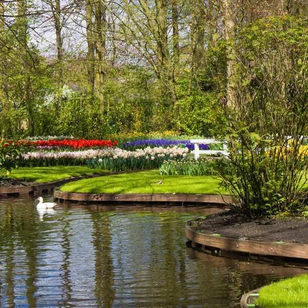 Mooie tuin met bloemen — Stockfoto