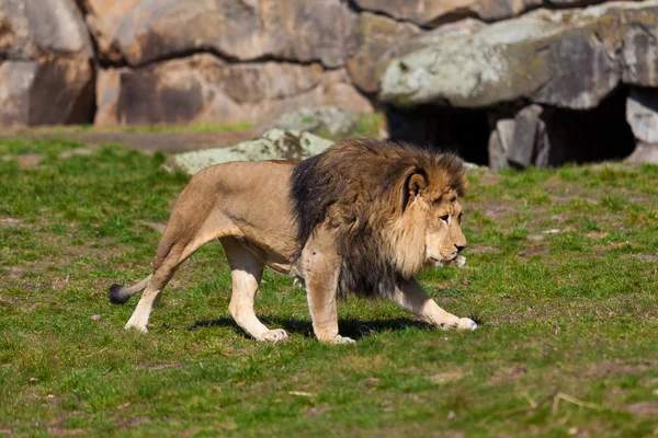 Grande leone maschio — Foto Stock
