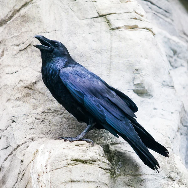 Corbeau noir, oiseau — Photo
