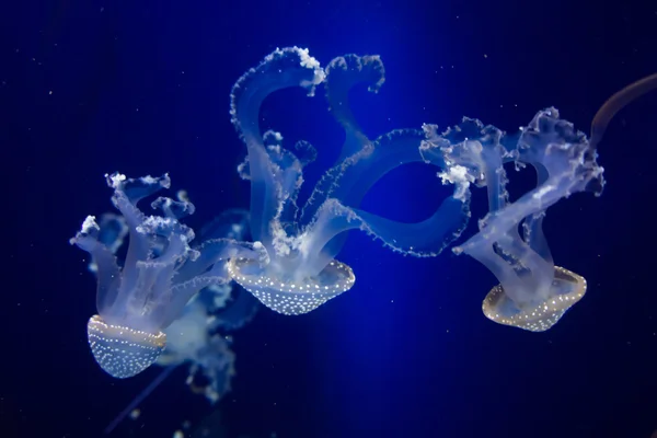 Medusas en agua azul —  Fotos de Stock