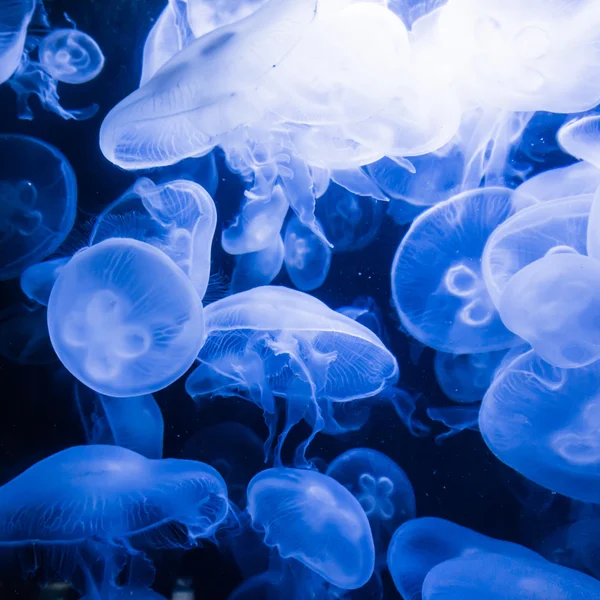 Jellyfish in blue water — Stock Photo, Image