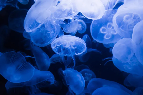 Medusas en agua azul — Foto de Stock