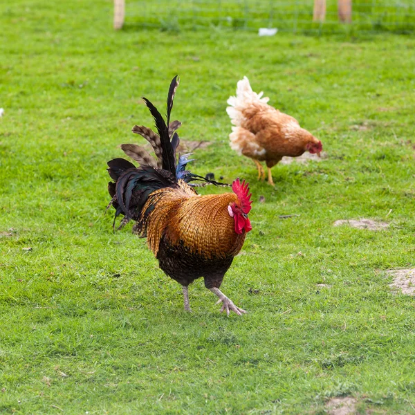 Bella gallina e gallo sull'erba — Foto Stock