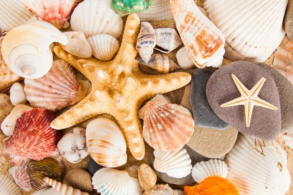 Sea shells on beach — Stock Photo, Image