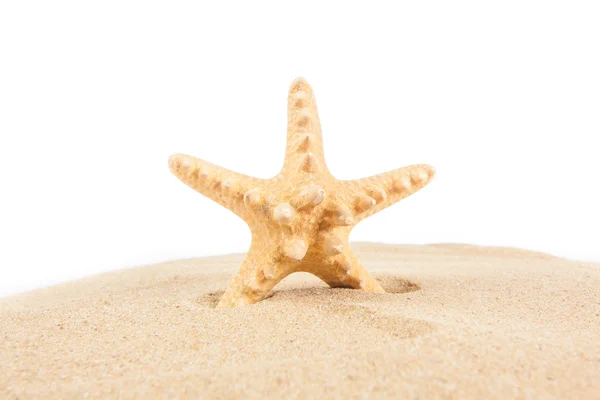 Starfish on a beach in sand — Stock Photo, Image