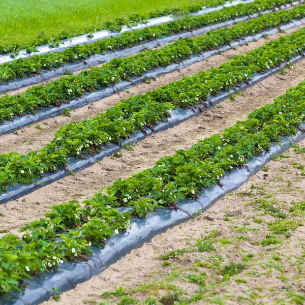 Erdbeerfeld im Frühling — Stockfoto