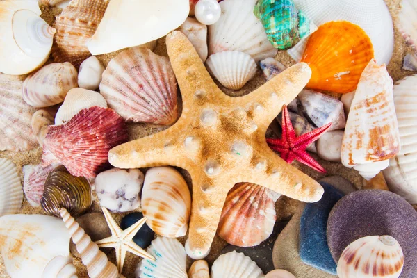 Sea shells on beach — Stock Photo, Image