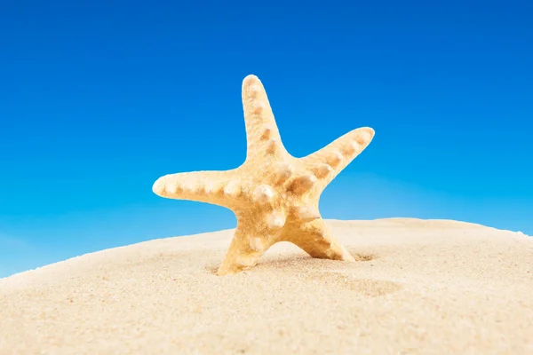 Starfish on a beach in sand — Stock Photo, Image