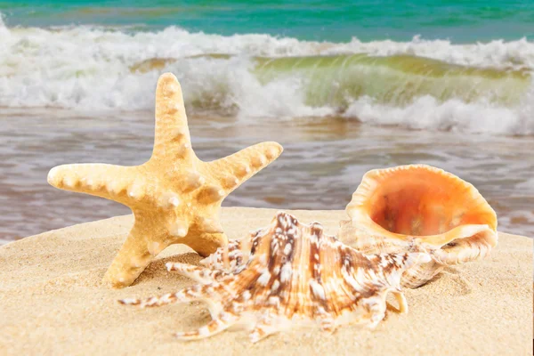 Sea shells on beach — Stock Photo, Image