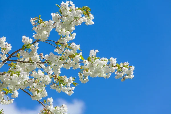 Rama de árbol en flor en el cielo azul. Fondo de flor de primavera —  Fotos de Stock