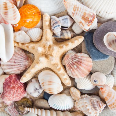 Deniz kabukları arka plan