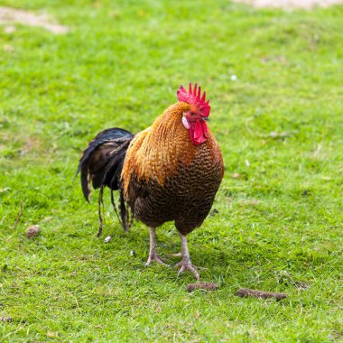 renkli horoz. Güzel horoz