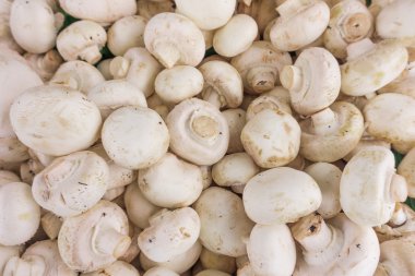 taze petrol. Champignon mantar arka plan