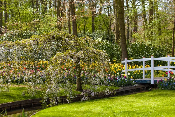 Fondo de primavera. jardín ajardinado —  Fotos de Stock