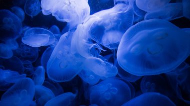 Deniz kabukları arka plan 6