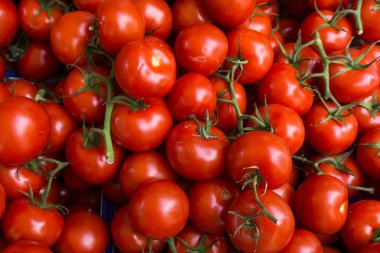 taze domates. kırmızı domates arka plan. Grup domates