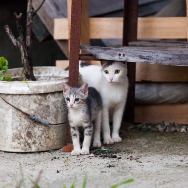 yavru kedi ve annesi