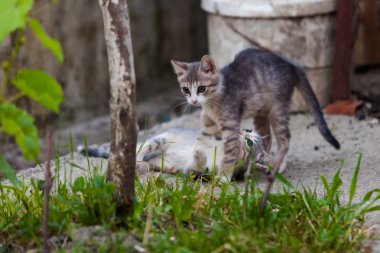 oynarken gri kedicik 