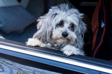 köpek araba ve pencereden dışarı bakarak oturur