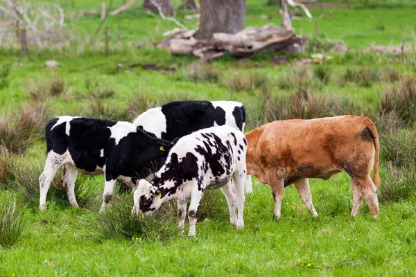 Vaca lechera. Vaca pastando en un prado verde . — Foto de Stock
