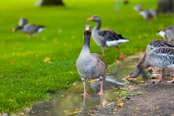 Snäckskal Bakgrund — Stockfoto