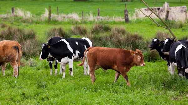 Vaca leiteira. Vaca pastando em um prado verde . — Fotografia de Stock