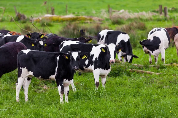 Stado krów. Krowy na polu — Zdjęcie stockowe