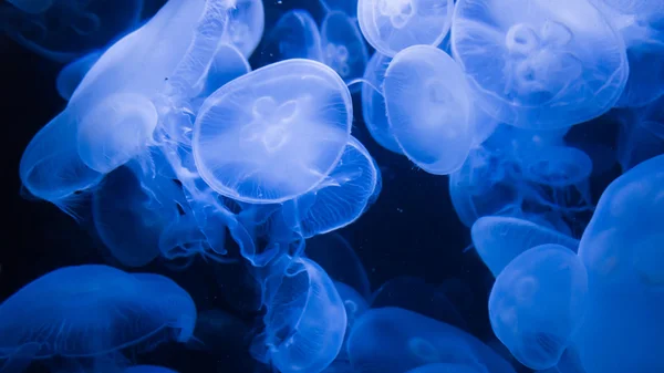 Blue jellyfish — Stock Photo, Image