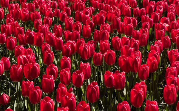 Фон червоних тюльпанів. Барвисте поле тюльпанів — стокове фото