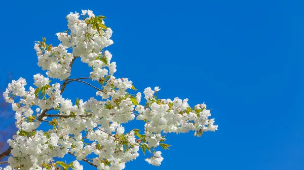 Wiosenne kwiaty. Tło wiosna — Zdjęcie stockowe