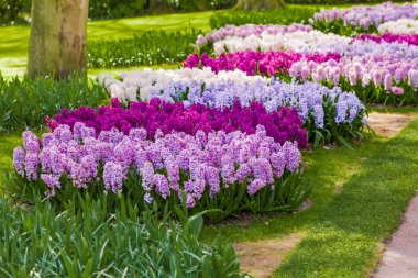 sümbül çiçek. bahar bahçe